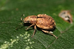 Strophosoma melanogrammum
