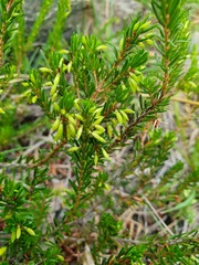Erica carnea