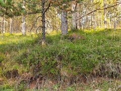 Erica carnea