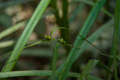 Carex grisea