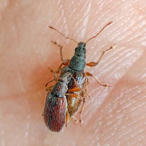 Brown Leaf Weevil, Paddepoel-Zuid, Groningen, Netherlands, photo 6 of 10