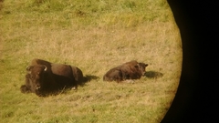 Bison bison athabascae