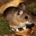 Yellow-necked Field Mouse - Photo (c) Martin Grimm, some rights reserved (CC BY-NC), uploaded by Martin Grimm