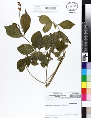 Caamembeca spectabilis