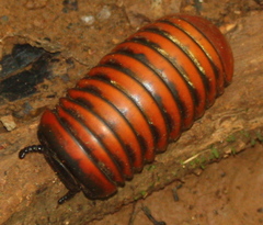 Zephroniidae