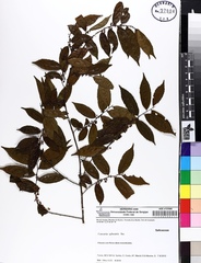 Casearia sylvestris