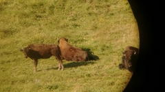 Bison bison athabascae
