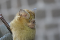 Hipposideros