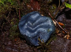 Rossbeevera pachydermis