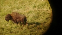 Bison bison athabascae