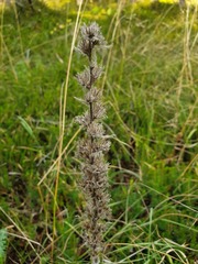 Pontechium maculatum