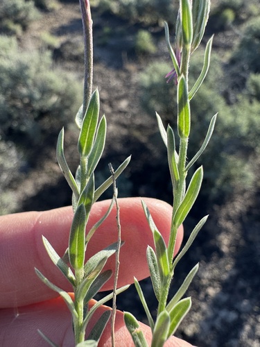 Image of Ionactis alpina by no rights reserved