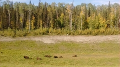 Bison bison athabascae
