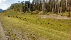 Bison bison athabascae