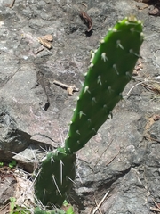 Opuntia karwinskiana
