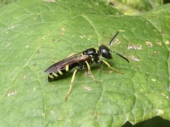 Philanthus lepidus