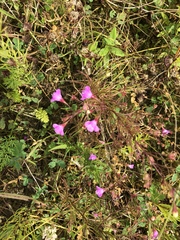 Agalinis tenuifolia