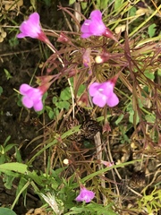 Agalinis tenuifolia