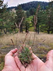 Plantago subulata
