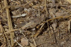 Trimerotropis occidentalis