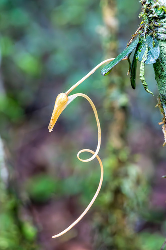 Aerangis punctata J.Stewart 2