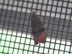 Evora hemidesma