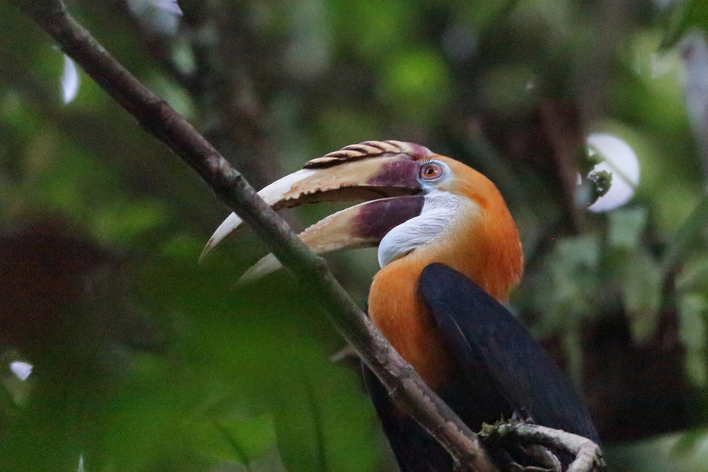 Blyth's Hornbill