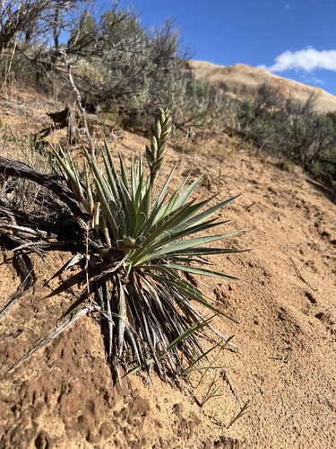 Yucca sterilis