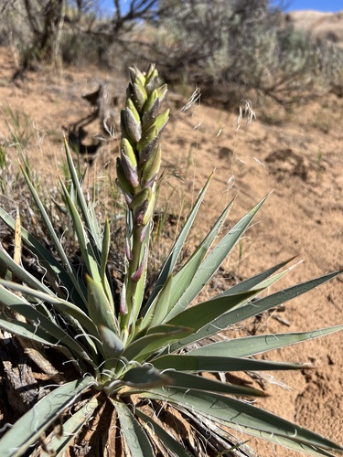 Yucca sterilis