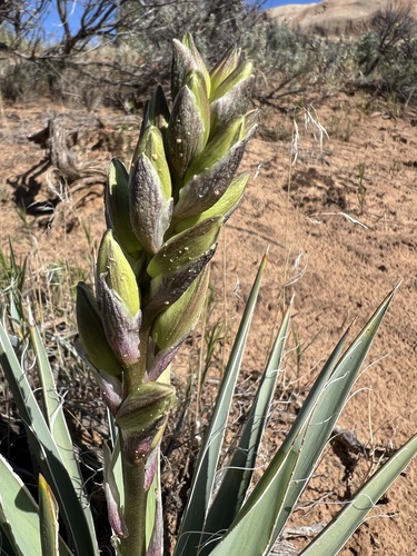 Yucca sterilis