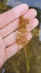 Potamogeton spirillus
