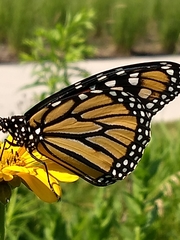 Danaus plexippus