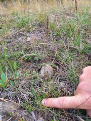 Plantago subulata