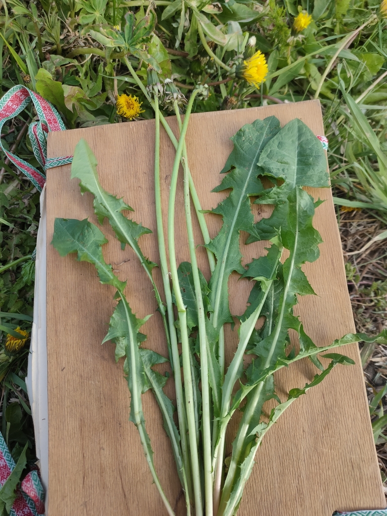 Dandelion