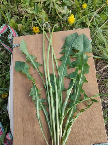 broad-lobed dandelion (Taraxacum latisectum)