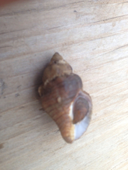 Cantharus cecillei