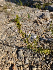 Clinopodium album