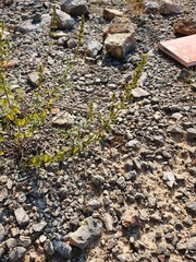 Clinopodium album