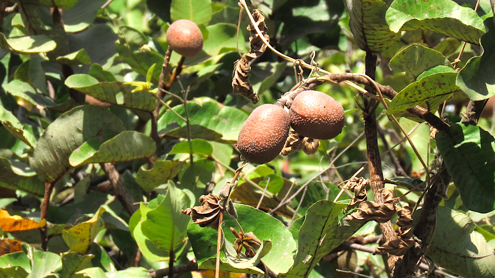 Image of Neocarya macrophylla by (c) Florin Feneru, some rights reserved (CC BY)