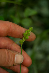 Carex tribuloides