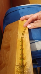 Myriophyllum sibiricum