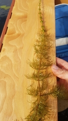 Myriophyllum sibiricum