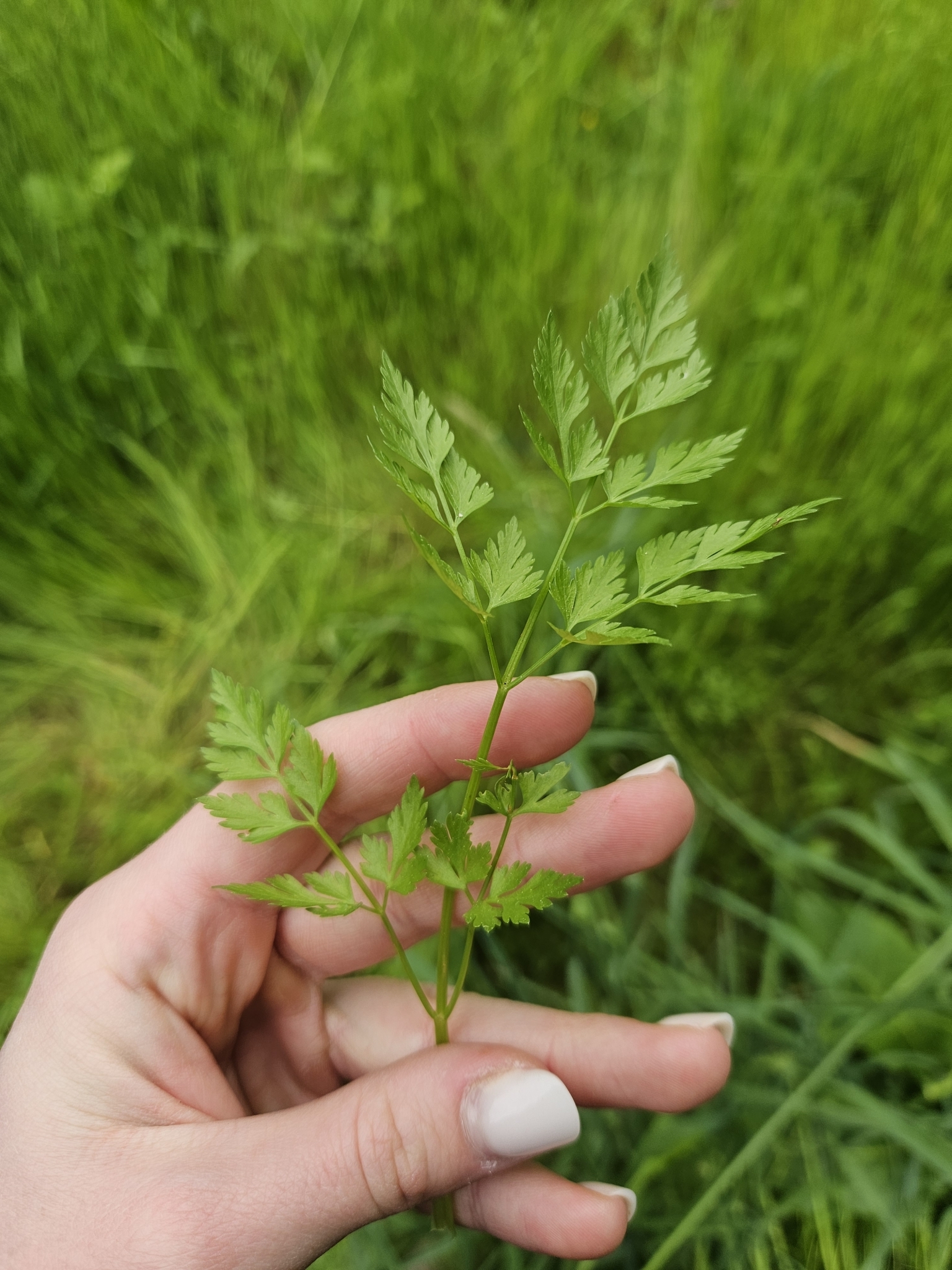Imagem de Cicuta-falsa