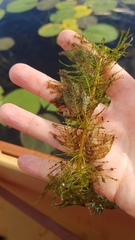 Myriophyllum sibiricum