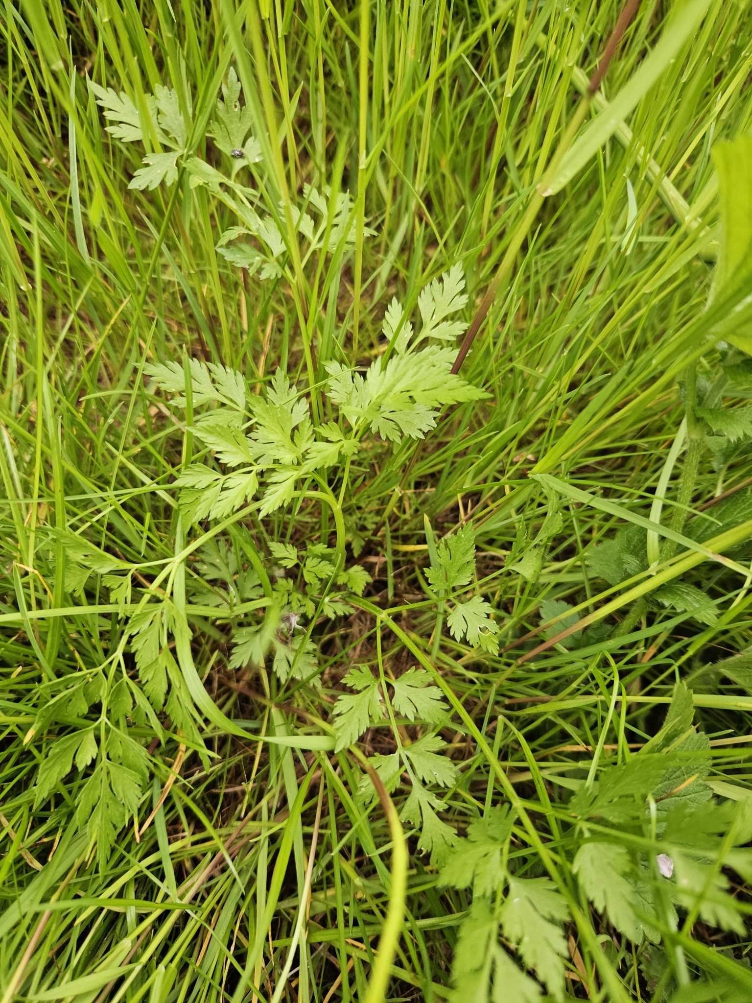 Imagem de Cicuta-falsa