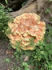 Laetiporus sulphureus