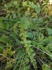 Cruciata