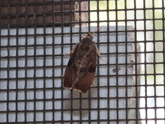 Evora hemidesma
