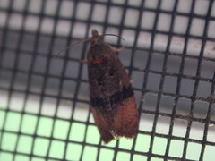 Evora hemidesma