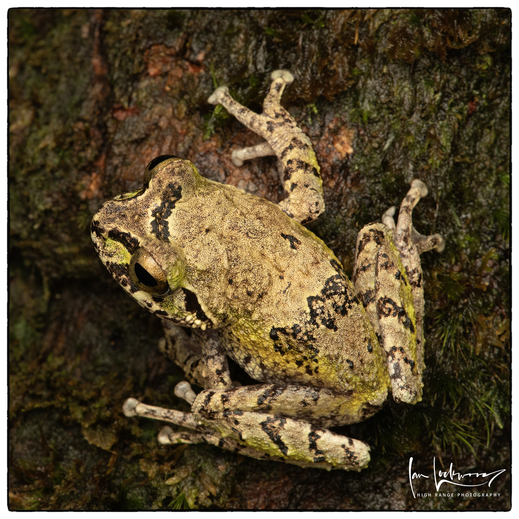 Jagath Gunawardana's Shrub Frog